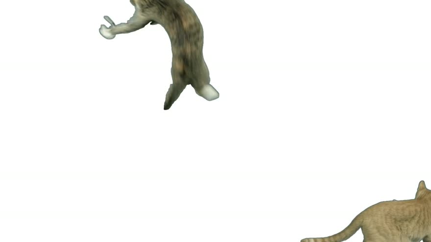 Roxy mid-jump