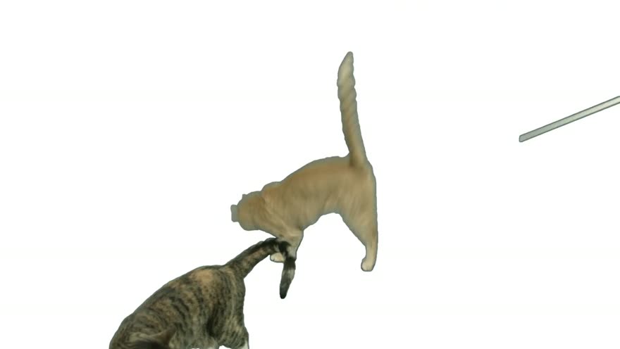 Both cats leaping