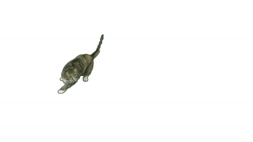Roxy pouncing at the wand